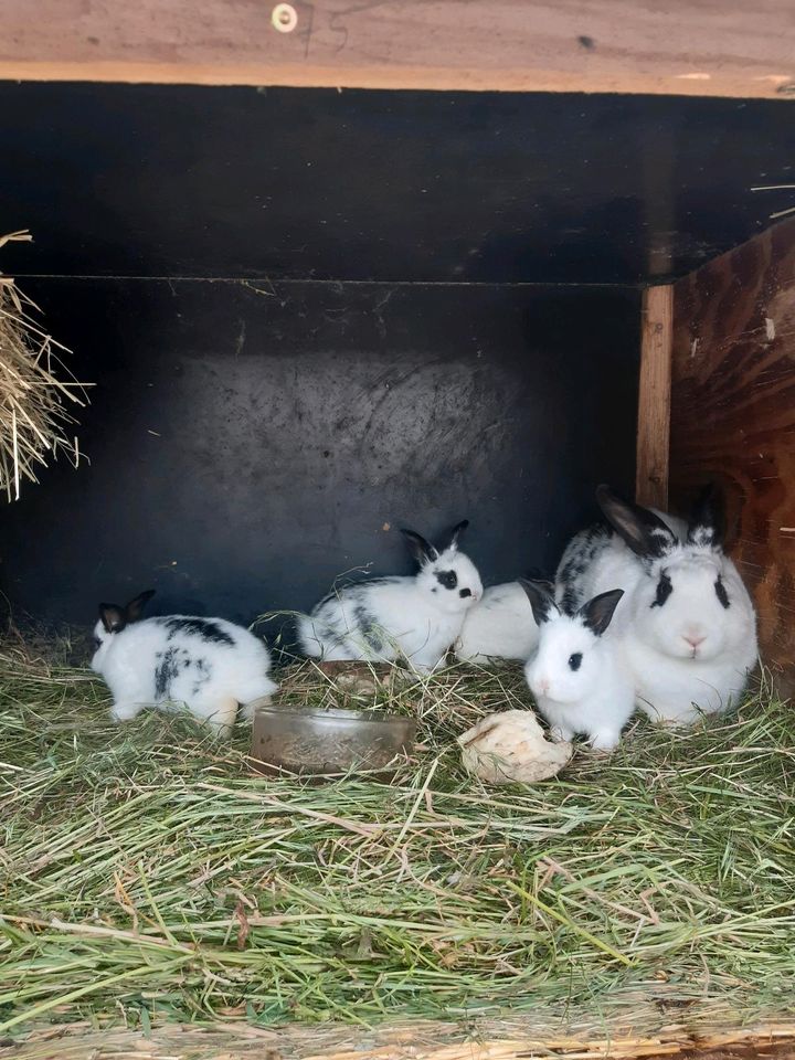 Kaninchen zum weiterfüttern in Wartenburg