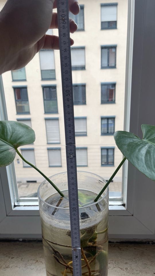 Monstera im Glas in München