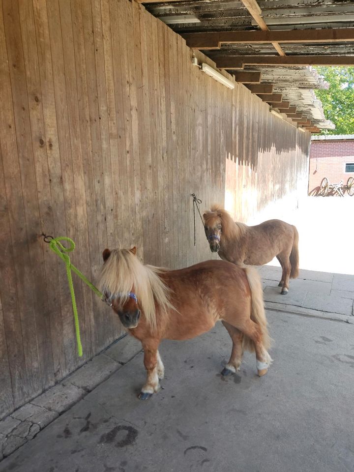 2 liebe Shetty Wallache in Badbergen