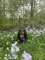 Cavalier king charles spaniel rüde Rheinland-Pfalz - Scheuerfeld Vorschau