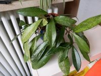Hoya pubicalyx fresno beauty,  Wachsblume Bayern - Kammlach Vorschau