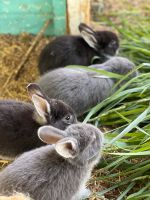 Kaninchen 1jährig, noch 4 schwarze Häsinnen, geimpft !! Sachsen - Brand-Erbisdorf Vorschau
