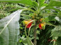 Papageienschnabel - Jungpflanzen / Impatiens Congolensis Niedersachsen - Jever Vorschau