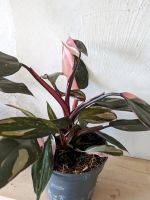 Philodendron Pink Princess 35 cm Bonn - Nordstadt  Vorschau