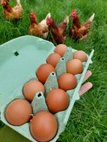Eier aus Freilandhaltung ( kleine Eier) Niedersachsen - Melle Vorschau