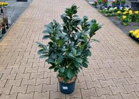 Kirschlorbeer 'Prunus laurocerasus' Genolia (100cm) für 16,95€ - Direkt vom Gärtner! Niedersachsen - Bad Zwischenahn Vorschau