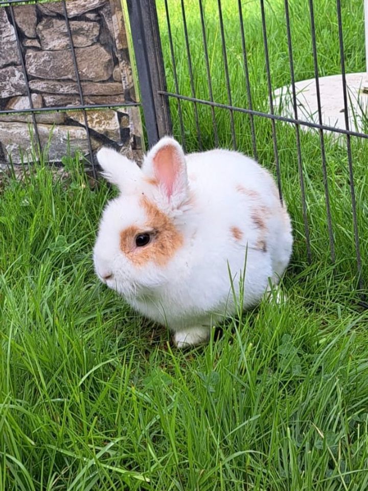 Kaninchen Gabriel - kleiner Löwe sucht Hoppelheim in Forstinning