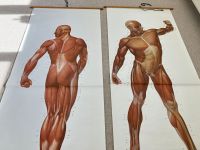 Große Anatomie Lehrtafel vom Deutsche Hygiene Museum, 2 Stück Hessen - Hochheim am Main Vorschau
