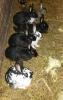 7 Kaninchen halbwüchsig Sachsen-Anhalt - Elsteraue Vorschau