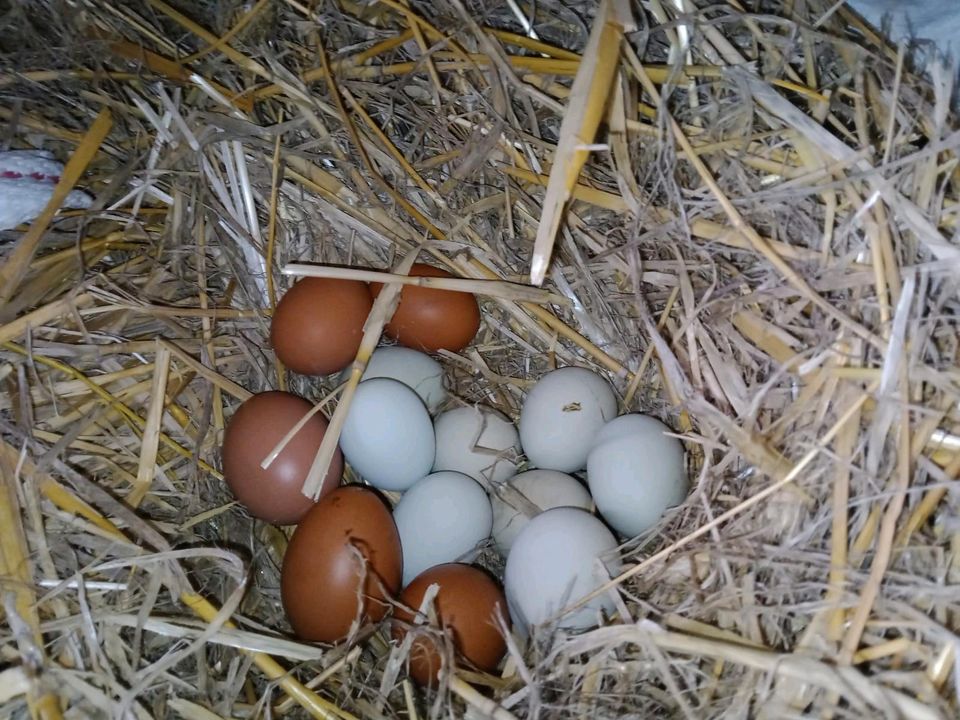 (Brut) Eier abzugeben Ostereier Buntleger in Tauche