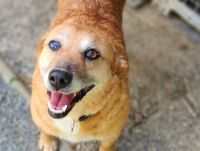 Traumhund LINDA2, ca. 4 Jahre a.d.T. sucht ihre Familie Bayern - Gefrees Vorschau