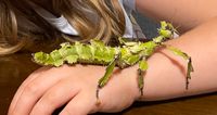 Gespenstschrecke Extatosoma tiaratum lichen Eier und Jungtiere Baden-Württemberg - Baden-Baden Vorschau