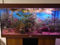 Aquarium Juwel 360l komplett mit Fischen Nordrhein-Westfalen - Solingen Vorschau