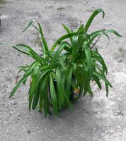 Schmucklilie Agapanthus Bayern - Gaukönigshofen Vorschau