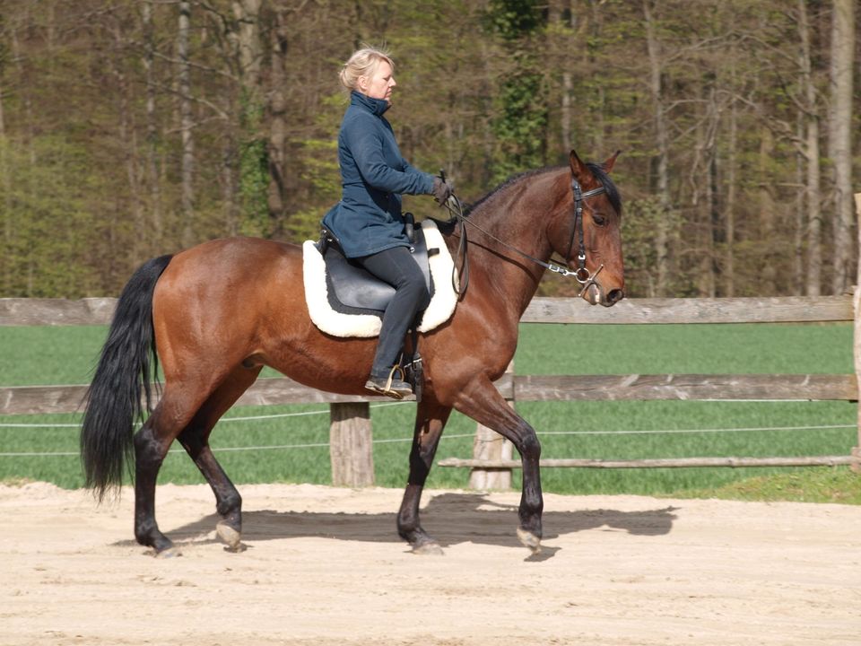 Beritt und Fortbildung  für Pferde, Kleinpferde und Ponys in Hambühren