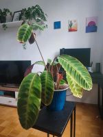 Calathea warscewiczii Sachsen-Anhalt - Magdeburg Vorschau