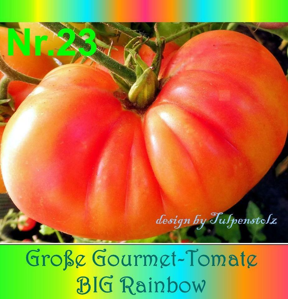 ♥ Große Tomate BIG Rainbow Alte samenfeste Sorte,Samen,Garten Rar in Hamburg