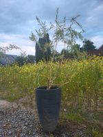 echte Trauerweide Salix alba Tristis ca 4 Jahre alt Baden-Württemberg - Bruchsal Vorschau