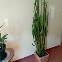 Zimmerpflanzen : Wolfsmilch Cactus und Bogenhanf Hansestadt Demmin - Demmin Vorschau