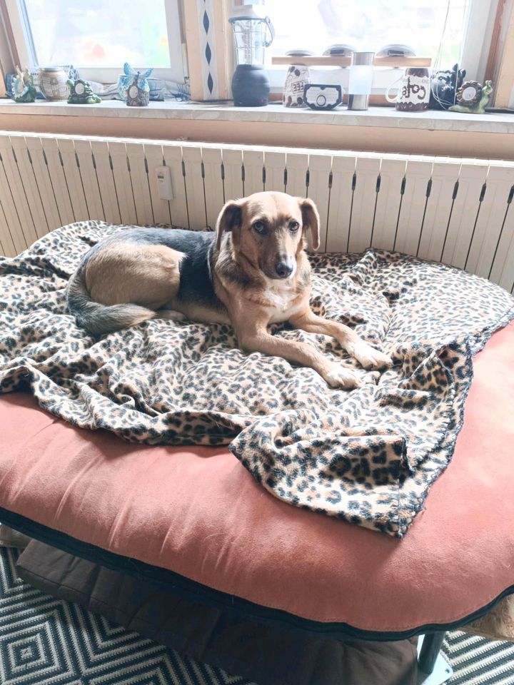 Marla - menschenbezogene Hündin sucht ihr Zuhause❤️ in Hameln