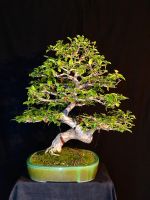 Bonsai Bougainville aus Sammlung Baden-Württemberg - Kohlberg Vorschau