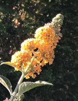 Schmetterling-Flieder-Buddleja-gelb-rosa-blau-lila-weiß Rheinland-Pfalz - Morbach Vorschau