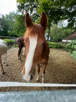 Deutsches Reitpony Jährling Hengst Nordrhein-Westfalen - Castrop-Rauxel Vorschau