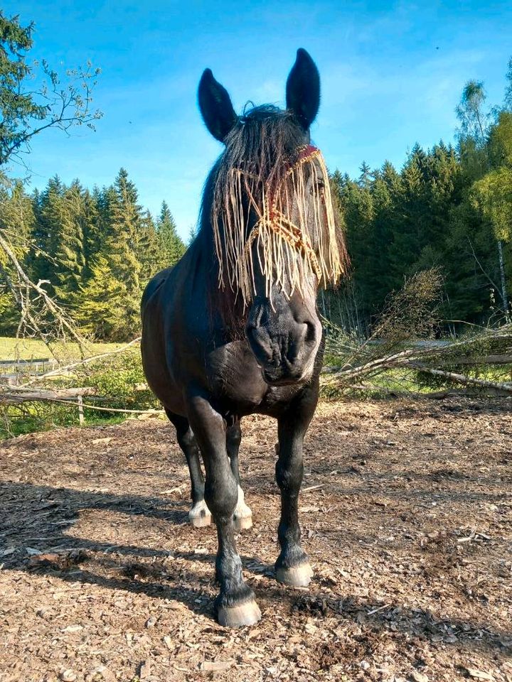 Fliegenschutz deluxe koppeltauglich mit Sollbruchstelle in Mauth