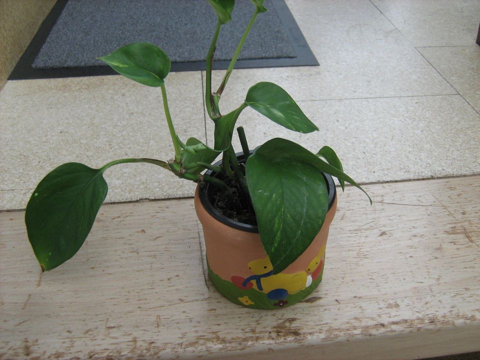 1 Scindapsus-Pflanze (Rankpflanze) - 19 cm hoch mit Übertopf in Hattersheim am Main
