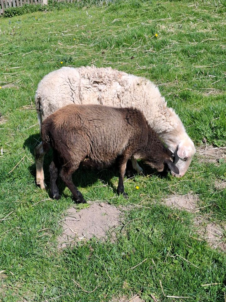 Schafe abzugeben in Seitenroda