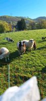 Schafe zu verkaufen Nordrhein-Westfalen - Sundern (Sauerland) Vorschau