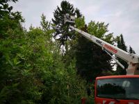 Baumfällung, Hessen, Baufeld, Baufeldräumung, Baum fällen Hessen - Oberursel (Taunus) Vorschau