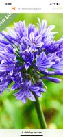 Agapanthus Schmucklilie blau Niedersachsen - Rotenburg (Wümme) Vorschau