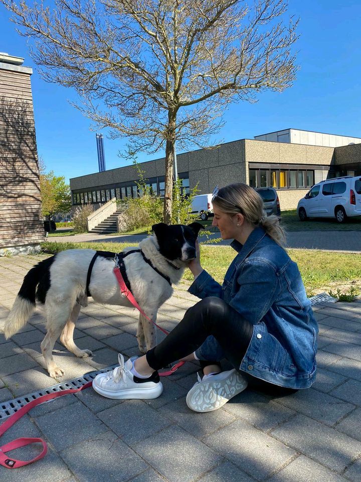 Freundlicher Rüde mit Handicap sucht Zuhause in Groß Sarau