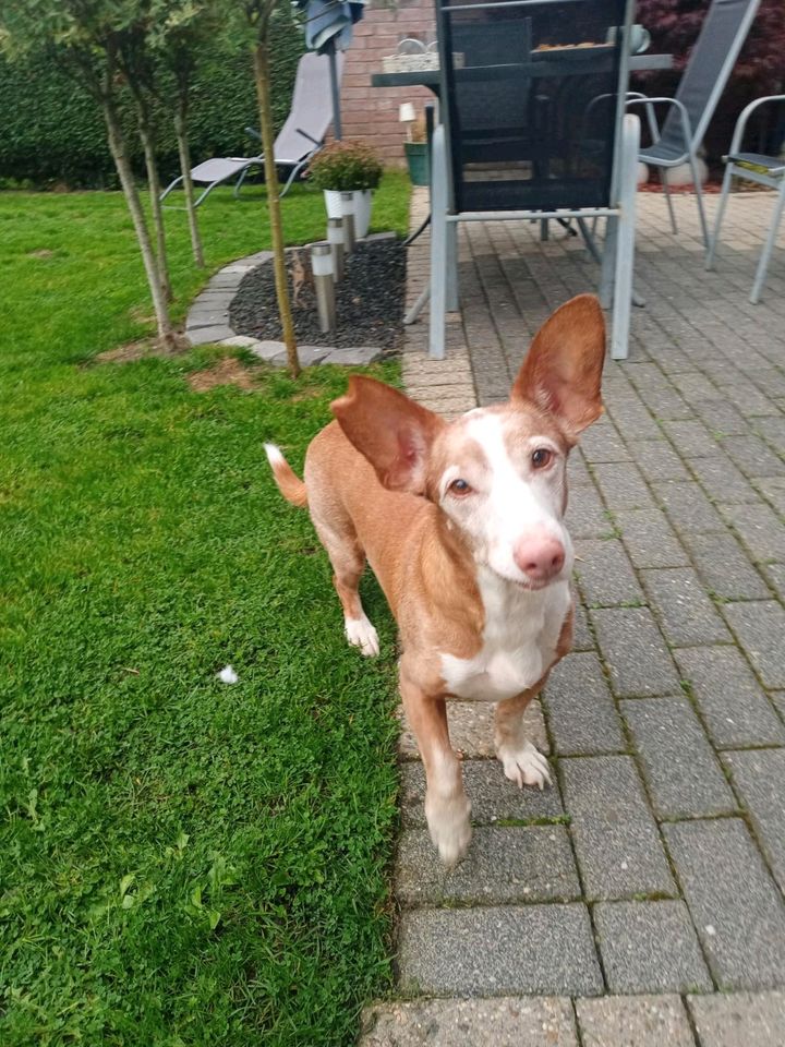 TANQUE Podenco Maneto Rüde Tierschutz Hund in Kevelaer