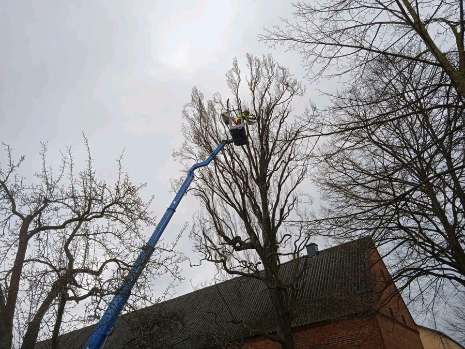 Baumfällung Baumpflege Seilklettertechnik (SKT) in Wusterwitz