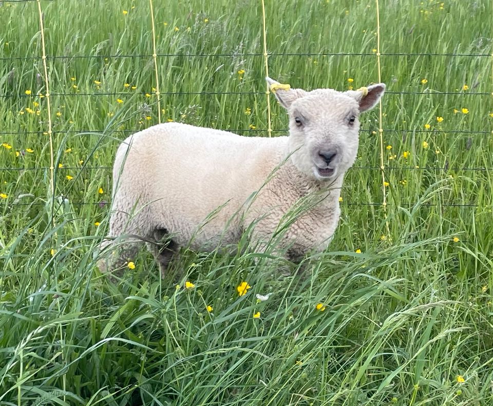 Babydoll Southdown Bocklamm, Herdbuch A in Nattheim