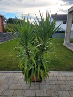 Yucca Palme Zimmerpflanze Bayern - Painten Vorschau
