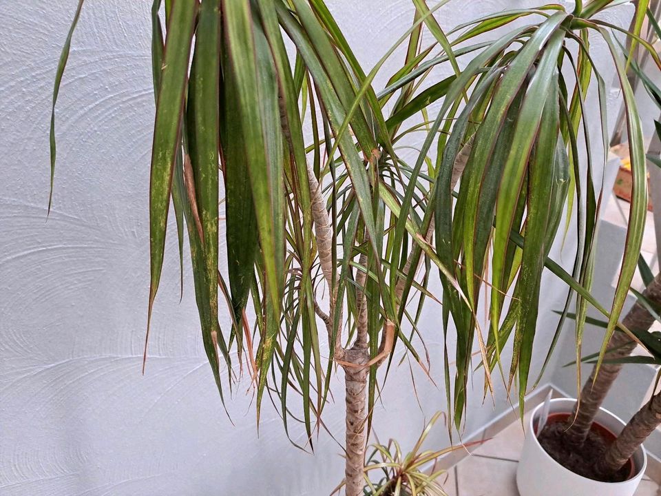 Zimmer-Pflanze Zimmer-Palme Drachenbaum 160 cm dracanea marginata in Kreuzau