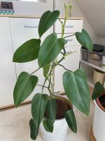 Zimmerpflanze Philodendron Stuttgart - Bad Cannstatt Vorschau