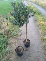 Ilex Hochstamm / Stechpalme Nordrhein-Westfalen - Bocholt Vorschau