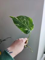 Monstera Variegata Bayern - Regensburg Vorschau