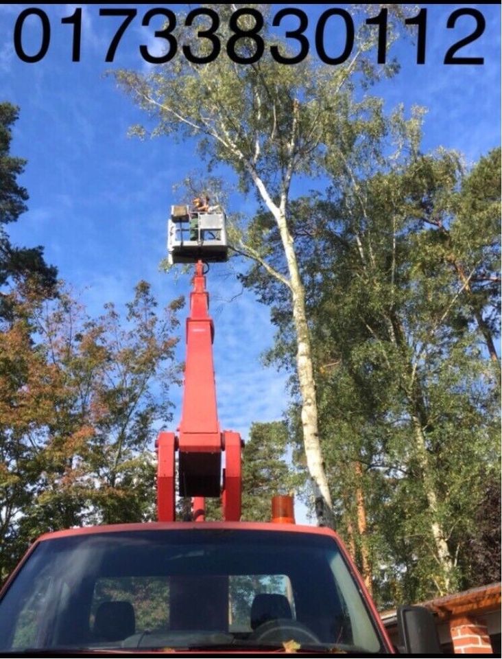 Baumfällungen / Abtragen mit SKT, Brennholz!!!&weitere Arbeiten in Jerichow