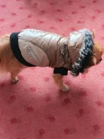 Hundejacke beige braun chihuahua, Mecklenburg-Vorpommern - Seebad Heringsdorf Vorschau