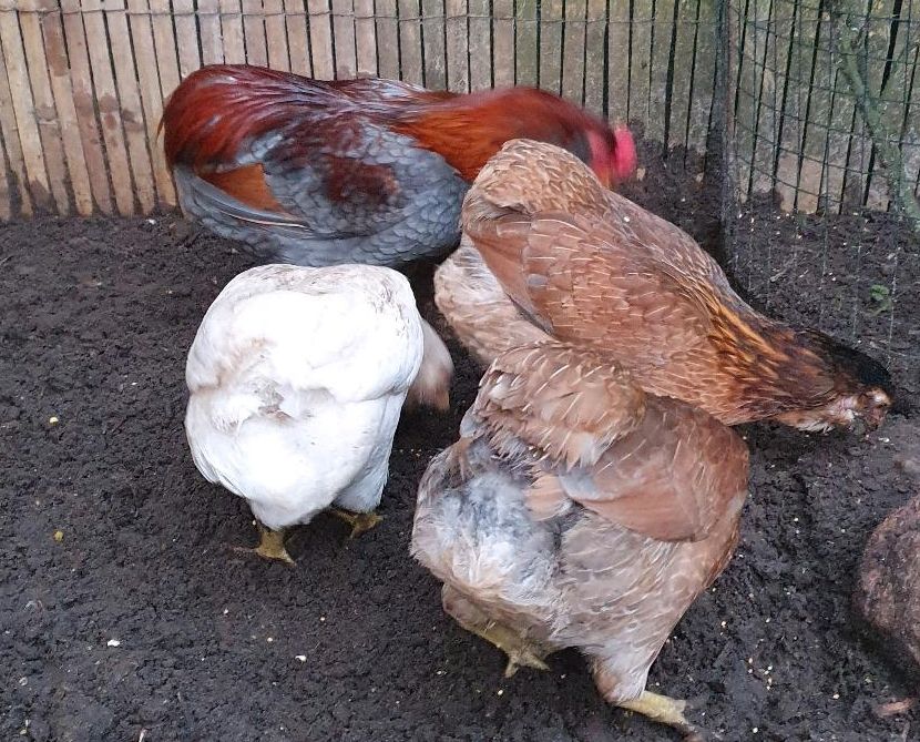 Zwerg Araucana Bruteier Zwergaraucana in Osterholz-Scharmbeck