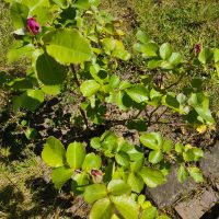 Edelrose Beetrose Rose Duftrose Lila Pflanze intensiver Duft Hannover - Mitte Vorschau
