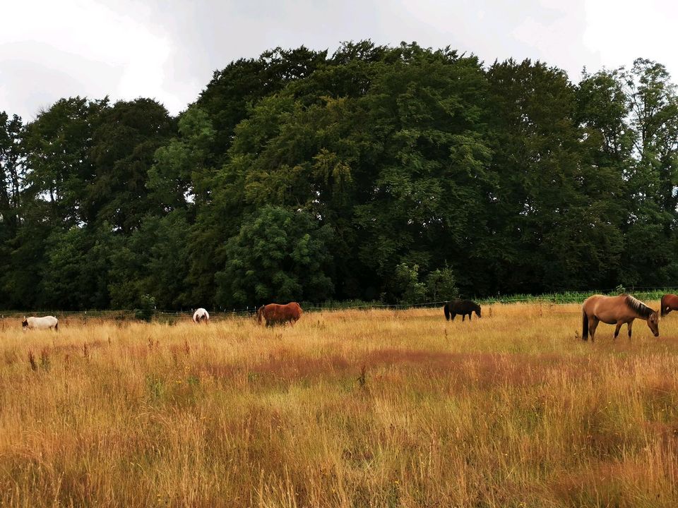 Offenstallplatz Offenstall Stellplatz auf schönem Islandpferdehof in Groß Offenseth-Aspern