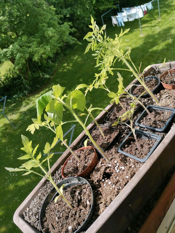 Tomaten Pflanzen Raritäten samenfest alte Sorten Balkontomaten in Bonn