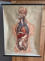 Schulwandtafel/Plakat: Innere Organe (Medizin, Biologie), Vintage Frankfurt am Main - Ostend Vorschau