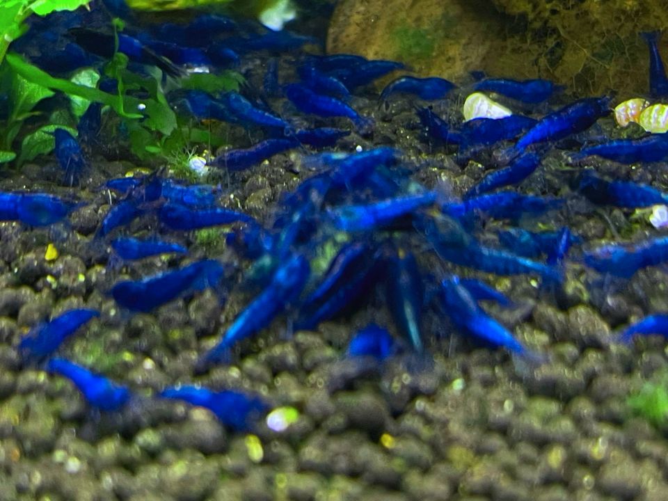 100 Stk. Blue Dream Zwerggarnelen Neocaridina Top Qualität in Essen